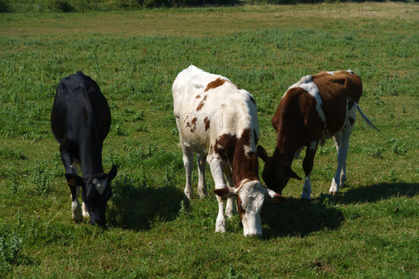 france, region Normandie, Manche, cotentin, Sainte-Marie du Mont,