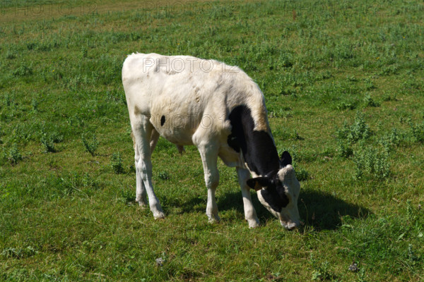 france, region Normandie, Manche, cotentin, Sainte-Marie du Mont,