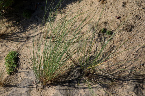 france, region Normandie, Manche, cotentin, Agon coutainville,  plage, promenade de Chausey,, oyats, vegetation dunaire