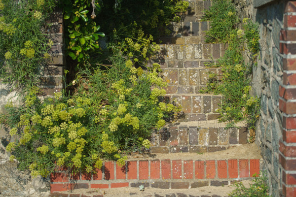 france, region Normandie, Manche, cotentin, Agon coutainville,  plage, promenade de Chausey,