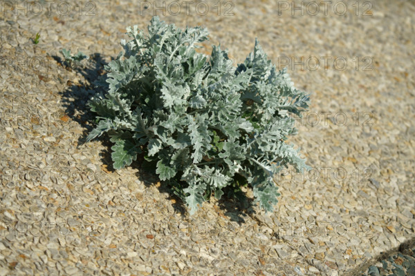 france, region Normandie, Manche, cotentin, Agon coutainville,  plage, promenade de Chausey, vegetation