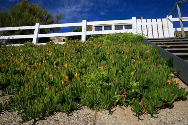 france, region Normandie, Manche, cotentin, Agon coutainville,  plage, promenade de Chausey,