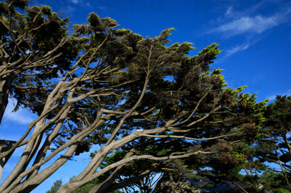France, region Normandie, Manche, cotentin, Agon coutainville,  plage, rue dramad derriere la promenade de Chausey,