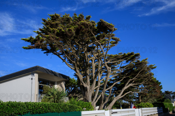 France, region Normandie, Manche, cotentin, Agon coutainville,  plage, rue dramad derriere la promenade de Chausey,