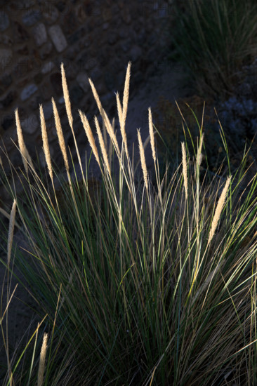 France, region Normandie, Manche, cotentin, Agon coutainville,  plage, rue dramad derriere la promenade de Chausey,