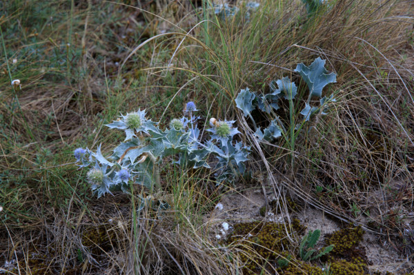 France, region Normandie, Manche, cotentin, Agon coutainville,  corniche du senequet? plage de la Poulette, chardon,