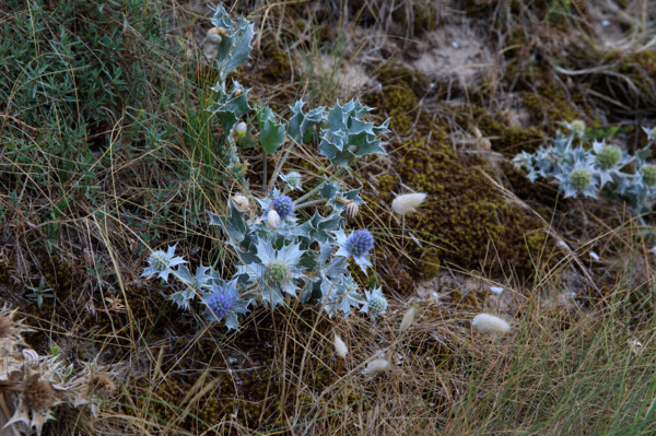 France, region Normandie, Manche, cotentin, Agon coutainville,  corniche du senequet? plage de la Poulette, chardon,