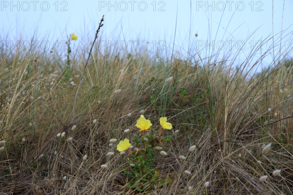 france, region Normandie, Manche, cotentin, Agon coutainville,  corniche du senequet? plage de la Poulette, vegetation dunaire