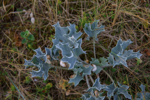 France, region Normandie, Manche, cotentin, Agon coutainville,  corniche du senequet? plage de la Poulette, chardon,