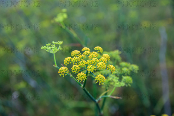 france, region Normandie, Manche, cotentin, Agon coutainville,  corniche du senequet? plage de la Poulette, vegetation dunaire