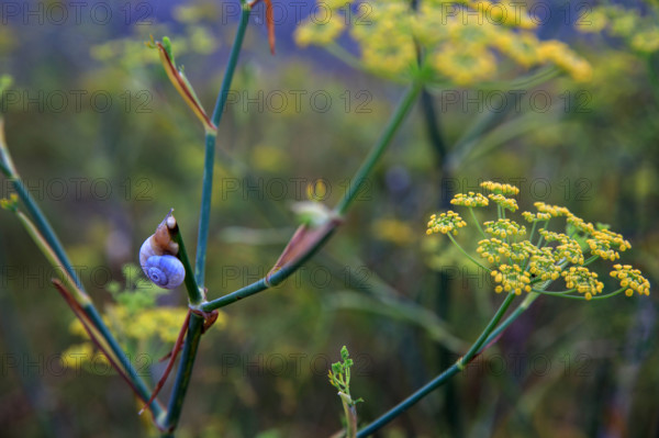 france, region Normandie, Manche, cotentin, Agon coutainville,  corniche du senequet? plage de la Poulette, vegetation dunaire