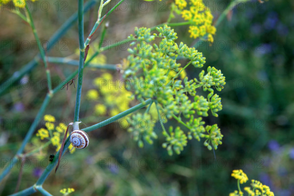 france, region Normandie, Manche, cotentin, Agon coutainville,  corniche du senequet? plage de la Poulette, vegetation dunaire