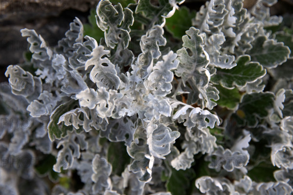 france, region Normandie, Manche, cotentin, Agon coutainville,  corniche du senequet? plage de la Poulette, vegetation dunaire