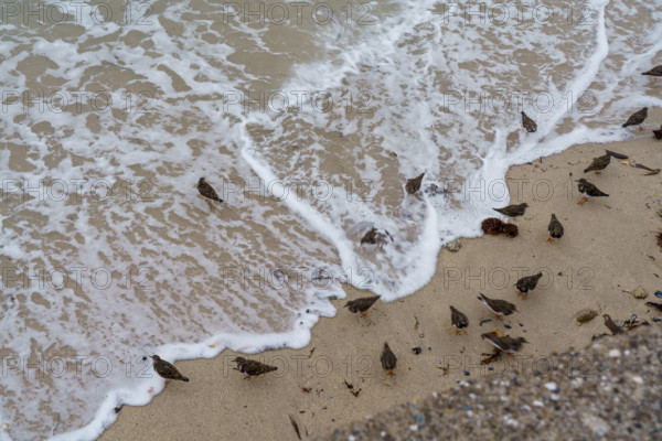 france region Bretagne, Finistère sud, Concarneau, grandes marées sur la corniche, oiseaux marins, tournepierre a collier,
