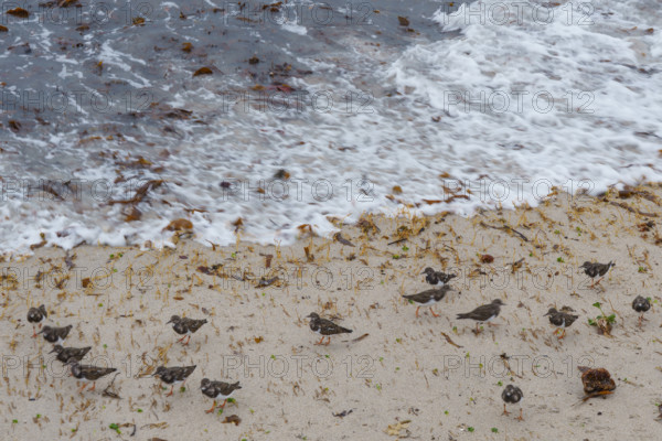 france region Bretagne, Finistère sud, Concarneau, grandes marées sur la corniche, oiseaux marins, tournepierre a collier,