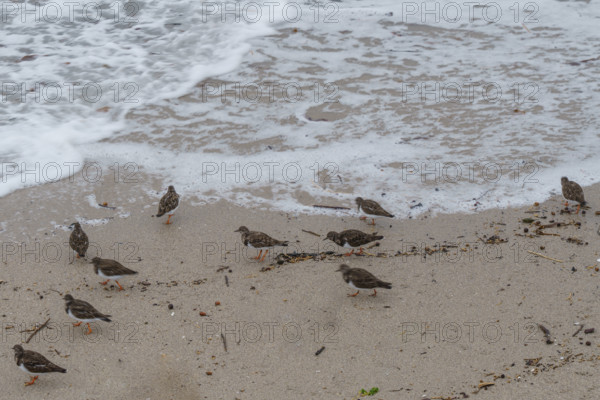 france region Bretagne, Finistère sud, Concarneau, grandes marées sur la corniche, oiseaux marins, tournepierre a collier,