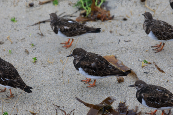 france region Bretagne, Finistère sud, Concarneau, grandes marées sur la corniche, oiseaux marins, tournepierre a collier,