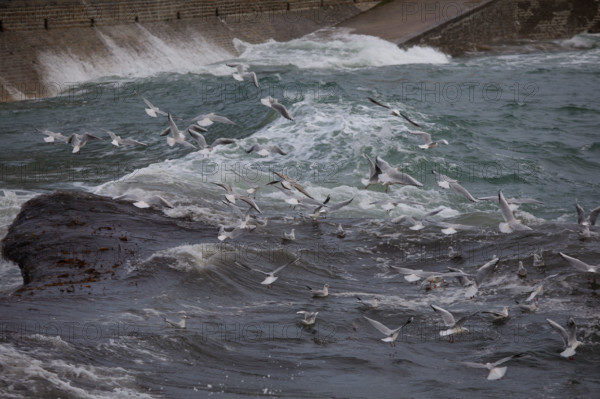 france region Bretagne, Finistère sud, Concarneau, grandes marées sur la corniche,