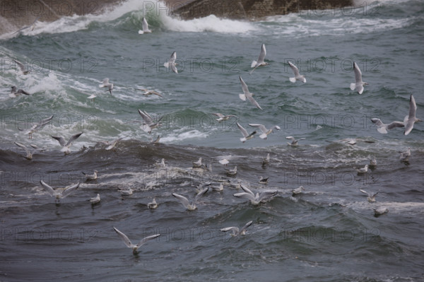 france region Bretagne, Finistère sud, Concarneau, grandes marées sur la corniche,