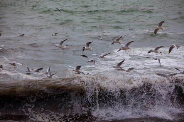 france region Bretagne, Finistère sud, Concarneau, grandes marées sur la corniche,