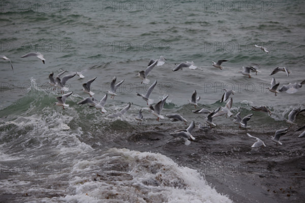 france region Bretagne, Finistère sud, Concarneau, grandes marées sur la corniche,