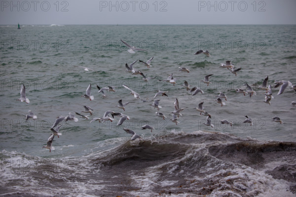 france region Bretagne, Finistère sud, Concarneau, grandes marées sur la corniche,