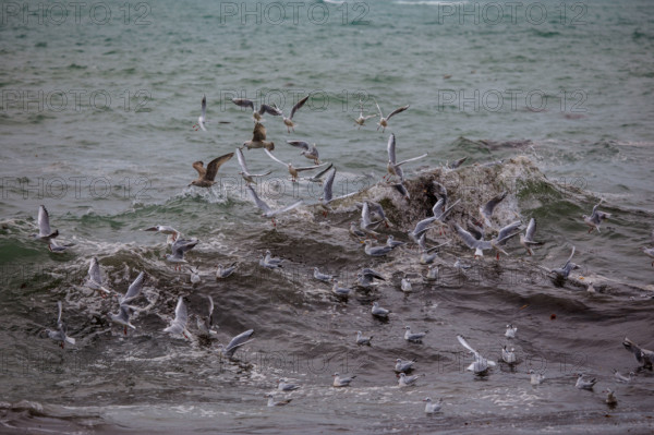 france region Bretagne, Finistère sud, Concarneau, grandes marées sur la corniche,