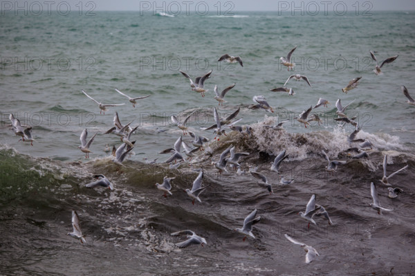 france region Bretagne, Finistère sud, Concarneau, grandes marées sur la corniche,