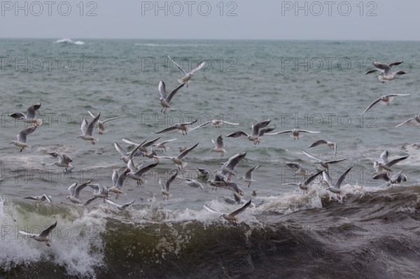 france region Bretagne, Finistère sud, Concarneau, grandes marées sur la corniche,