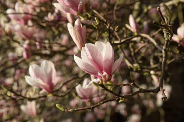 FRance, région Bretagne, Côtes d'Armor, lannion, les ursulines, magnolias