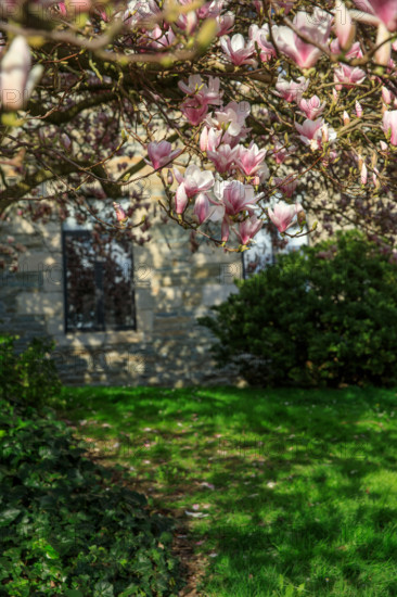 FRance, région Bretagne, Côtes d'Armor, lannion, les ursulines, magnolias