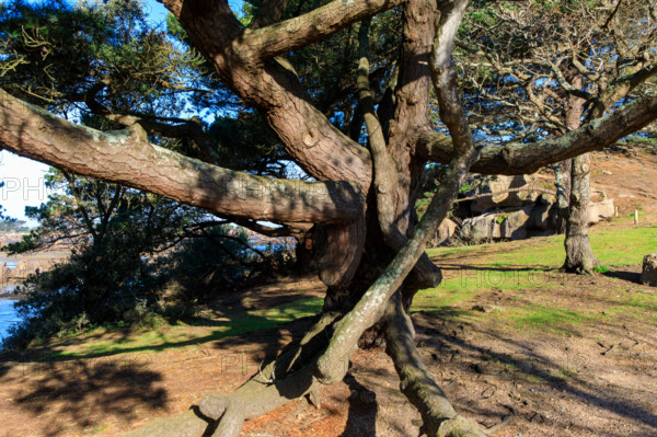 france, région Bretagne, Côtes d'Armor, côte de granit rose, Ploumanac'h, les rochers