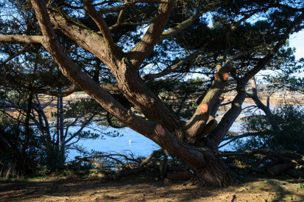 france, région Bretagne, Côtes d'Armor, côte de granit rose, Ploumanac'h, les rochers