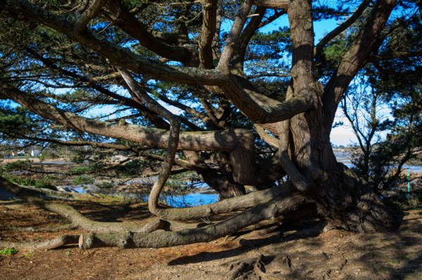 france, région Bretagne, Côtes d'Armor, côte de granit rose, Ploumanac'h, les rochers