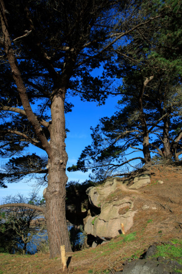 france, région Bretagne, Côtes d'Armor, côte de granit rose, Ploumanac'h, les rochers