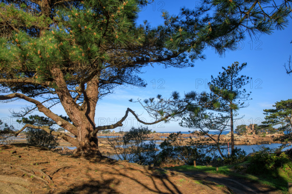 france, région Bretagne, Côtes d'Armor, côte de granit rose, Ploumanac'h, les rochers