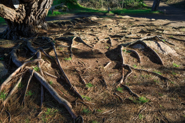 france, région Bretagne, Côtes d'Armor, côte de granit rose, Ploumanac'h, les rochers