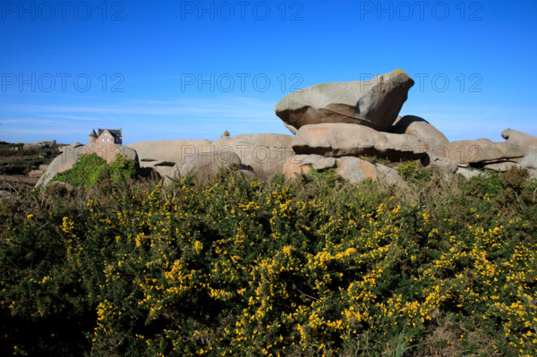france, région Bretagne, Côtes d'Armor, côte de granit rose, Ploumanac'h, les rochers, genets,