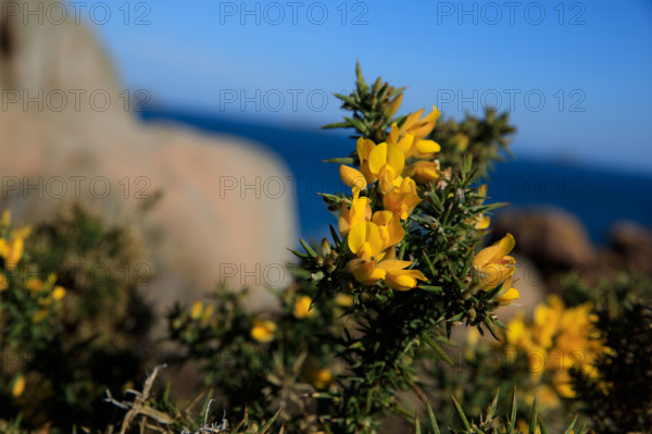 france, région Bretagne, Côtes d'Armor, côte de granit rose, Ploumanac'h, les rochers, genets,