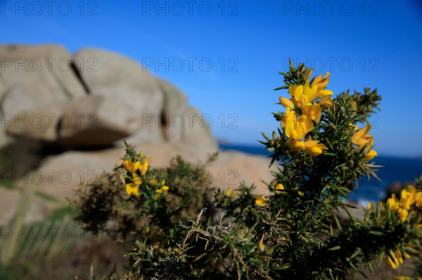 france, région Bretagne, Côtes d'Armor, côte de granit rose, Ploumanac'h, les rochers, genets,