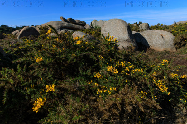 france, région Bretagne, Côtes d'Armor, côte de granit rose, Ploumanac'h, les rochers, genets,