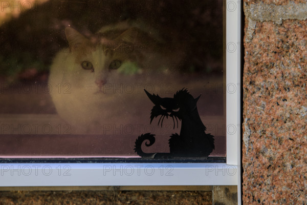 france, région Bretagne, Côtes d'Armor, côte de granit rose, Ploumanac'h, chat derrière une fenêtre avec un chat sérigraphié,