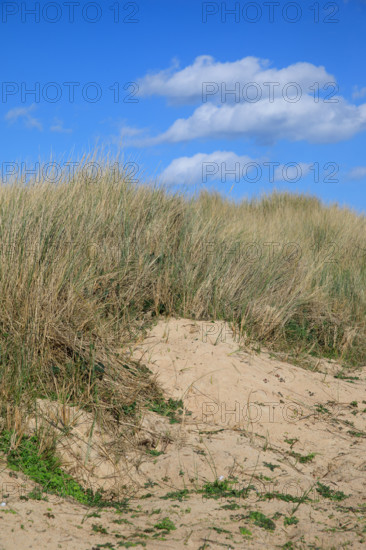 france, région Bretagne, Côtes d'Armor, côte de granit rose, Trégastel,, presqu'ile Renote,