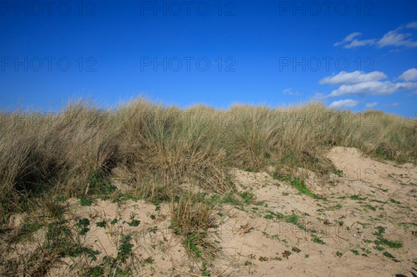 france, région Bretagne, Côtes d'Armor, côte de granit rose, Trégastel,, presqu'ile Renote,