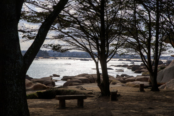 france, région Bretagne, Côtes d'Armor, côte de granit rose, Trégastel,, presqu'ile Renote,