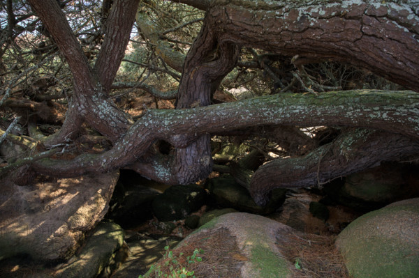 france, région Bretagne, Côtes d'Armor, côte de granit rose, Trégastel,, presqu'ile Renote,