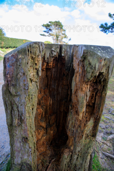 france, région Bretagne, Côtes d'Armor, côte de granit rose, Trégastel,, presqu'ile Renote,