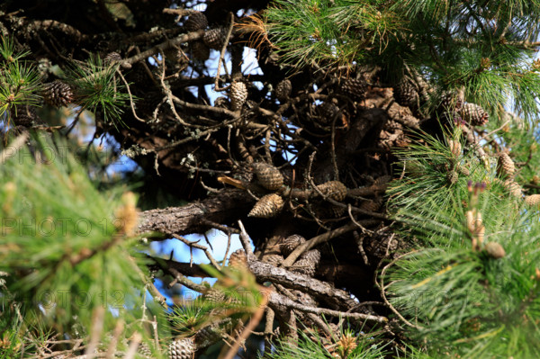 france, région Bretagne, Côtes d'Armor, côte de granit rose, Trégastel,, presqu'ile Renote,