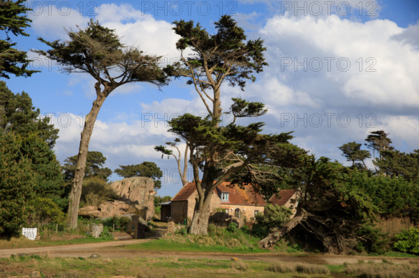 france, région Bretagne, Côtes d'Armor, côte de granit rose, Trégastel,, presqu'ile Renote,