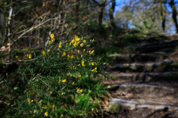 FRance, région Bretagne, Finistère, Huelgoat, les rochers, cahos de huelgoat,
